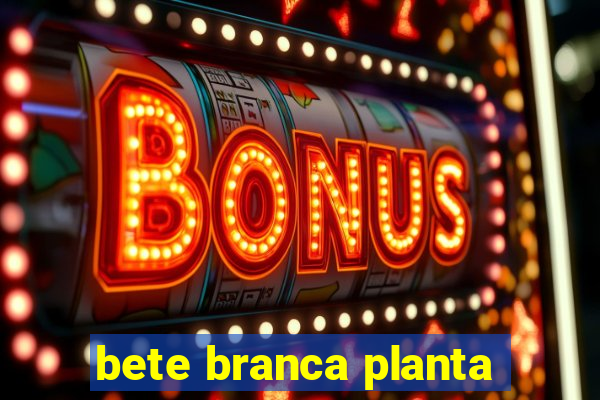 bete branca planta